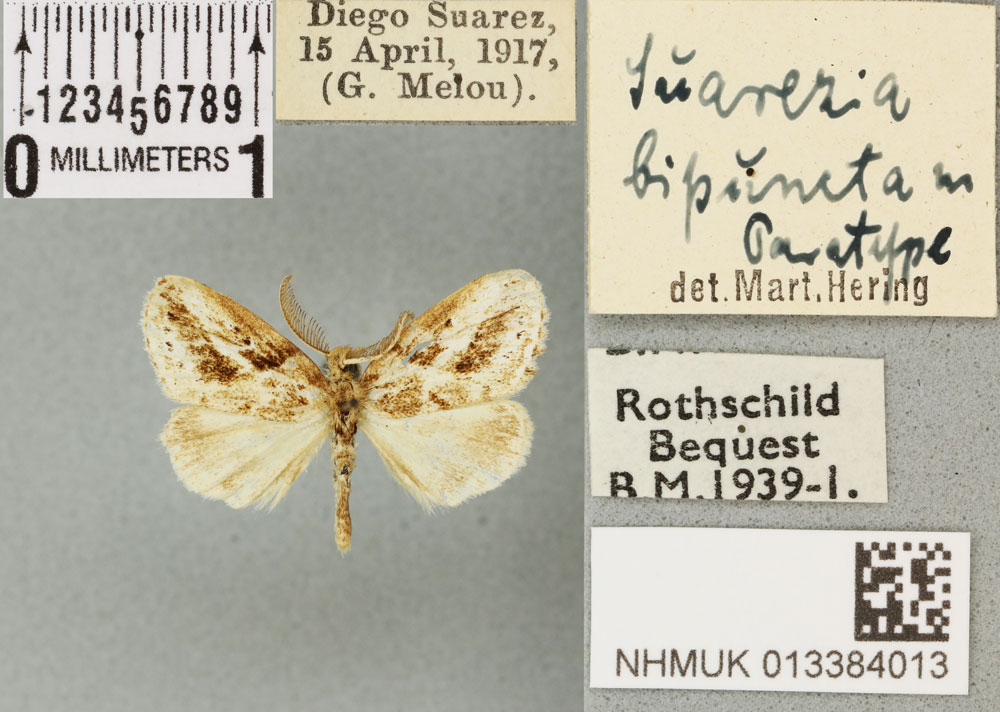 /filer/webapps/moths/media/images/B/bipuncta_Suarezia_PTM_BMNH_03a.jpg