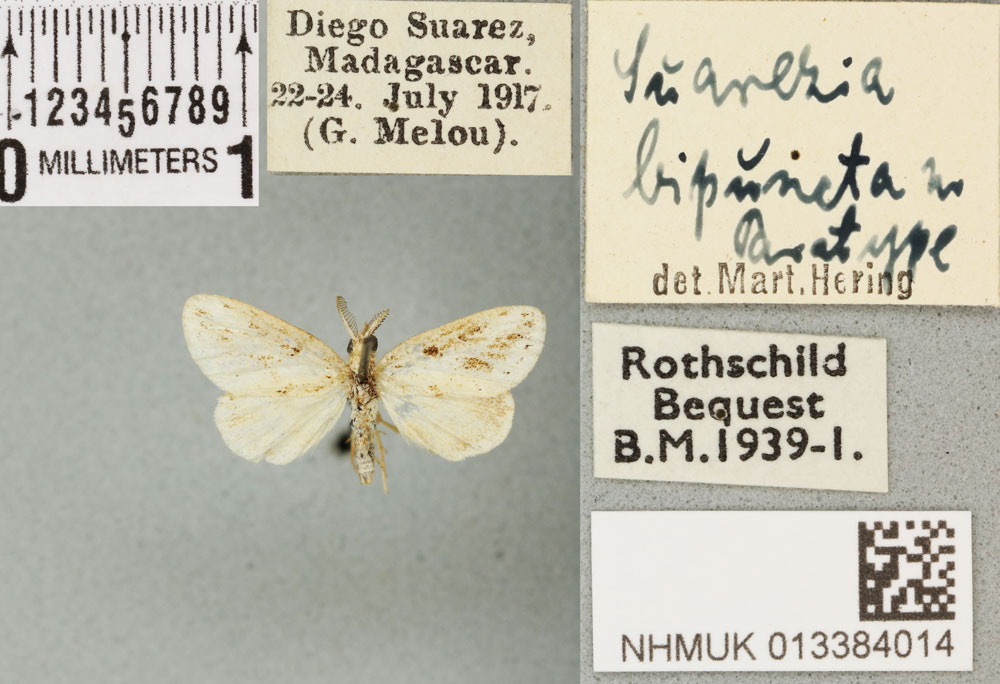 /filer/webapps/moths/media/images/B/bipuncta_Suarezia_PTM_BMNH_04a.jpg