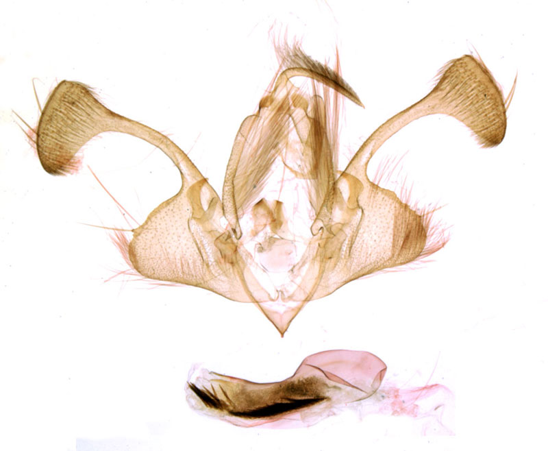 /filer/webapps/moths/media/images/B/bipuncta_Tycomarptes_GMHT_MNHN_902.jpg