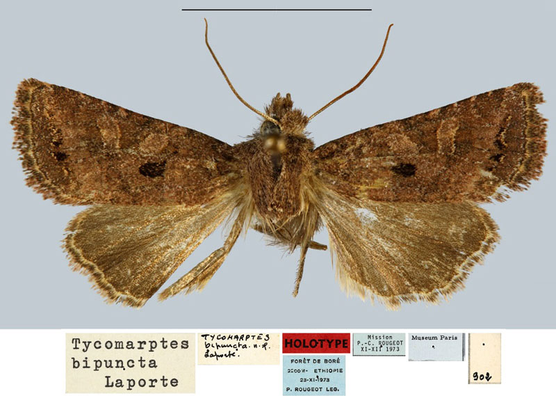 /filer/webapps/moths/media/images/B/bipuncta_Tycomarptes_HT_MNHN.jpg