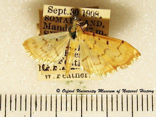 /filer/webapps/moths/media/images/B/bipunctalis_Herpetogramma_A_OUMNH.jpg