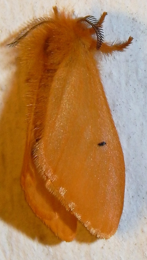 /filer/webapps/moths/media/images/B/bipunctata_Adrallia-A_Grobler_01.jpg