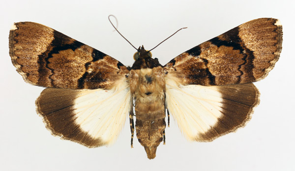 /filer/webapps/moths/media/images/B/bipunctata_Audea_AF_TMSA_01.jpg