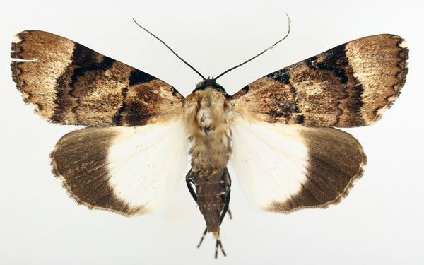 /filer/webapps/moths/media/images/B/bipunctata_Audea_AF_TMSA_02.jpg