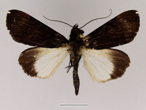 /filer/webapps/moths/media/images/B/bipunctata_Audea_AM_Basquin_01.jpg