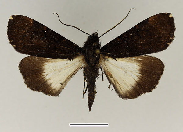 /filer/webapps/moths/media/images/B/bipunctata_Audea_AM_Basquin_02.jpg
