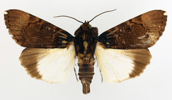 /filer/webapps/moths/media/images/B/bipunctata_Audea_AM_TMSA_01.jpg