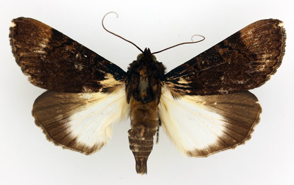 /filer/webapps/moths/media/images/B/bipunctata_Audea_AM_TMSA_02.jpg
