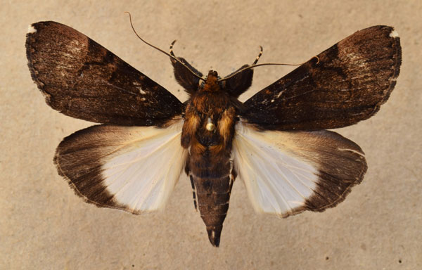 /filer/webapps/moths/media/images/B/bipunctata_Audea_A_Butler.jpg