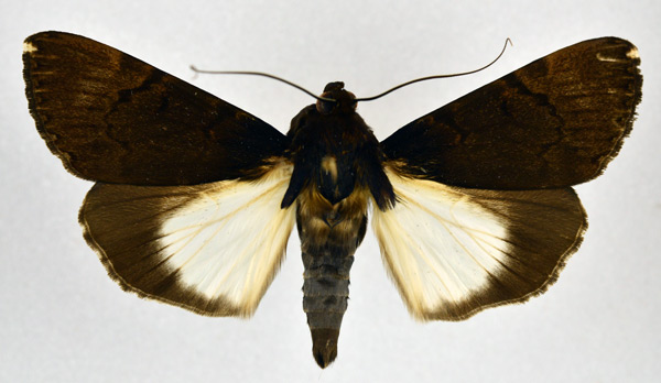 /filer/webapps/moths/media/images/B/bipunctata_Audea_A_NHMO_02.jpg
