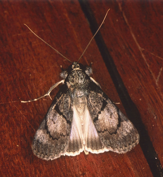 /filer/webapps/moths/media/images/B/bipunctata_Audea_A_Roland_01.jpg