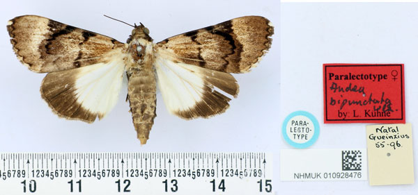 /filer/webapps/moths/media/images/B/bipunctata_Audea_PLT_BMNH.jpg