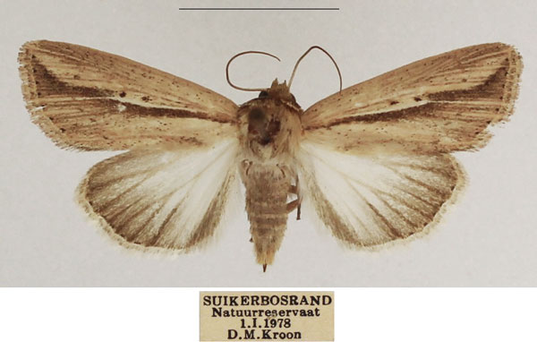/filer/webapps/moths/media/images/B/bipunctata_Mythimna_AF_TMSA_01.jpg