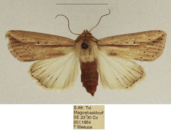 /filer/webapps/moths/media/images/B/bipunctata_Mythimna_AF_TMSA_02.jpg