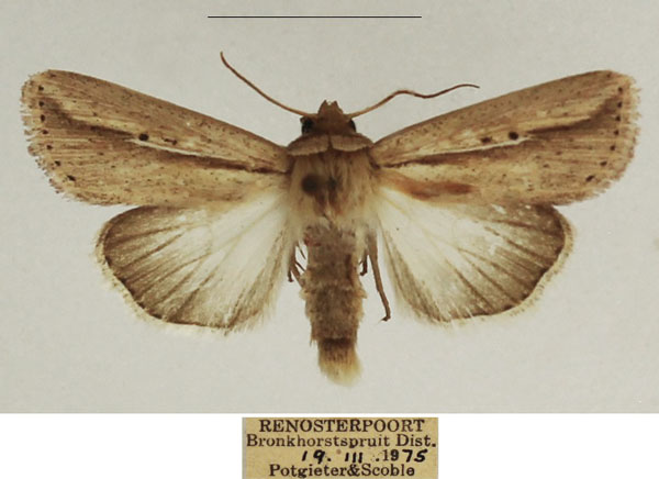 /filer/webapps/moths/media/images/B/bipunctata_Mythimna_AM_TMSA_01.jpg