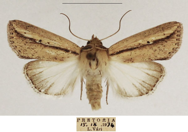 /filer/webapps/moths/media/images/B/bipunctata_Mythimna_AM_TMSA_02.jpg