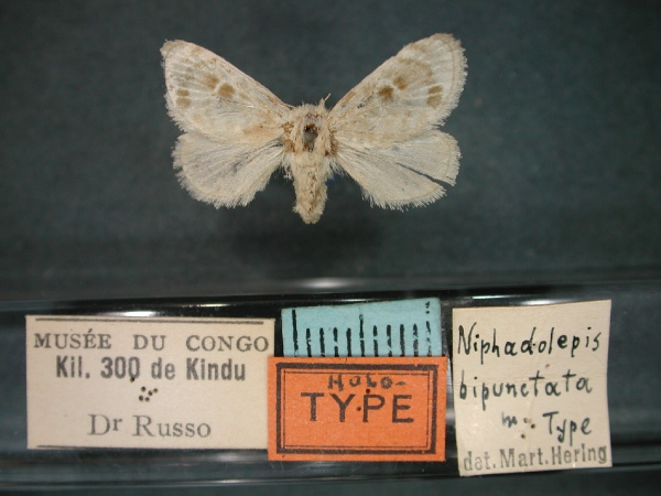 /filer/webapps/moths/media/images/B/bipunctata_Niphadolepis_HT_RMCA_01.jpg