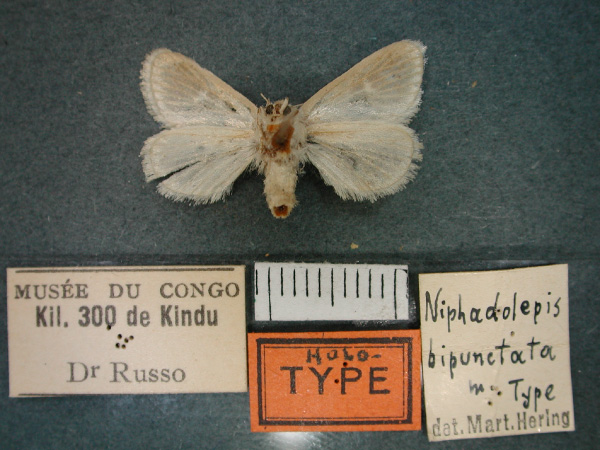 /filer/webapps/moths/media/images/B/bipunctata_Niphadolepis_HT_RMCA_02.jpg