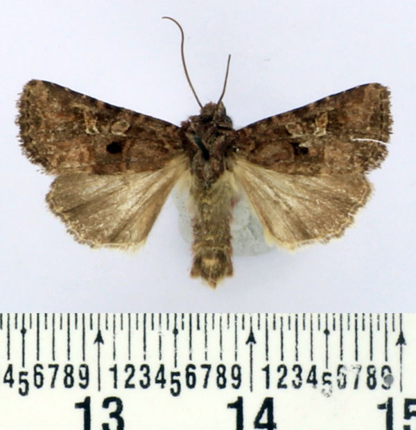 /filer/webapps/moths/media/images/B/bipunctatoides_Tycomarptes_AM_BMNH.jpg