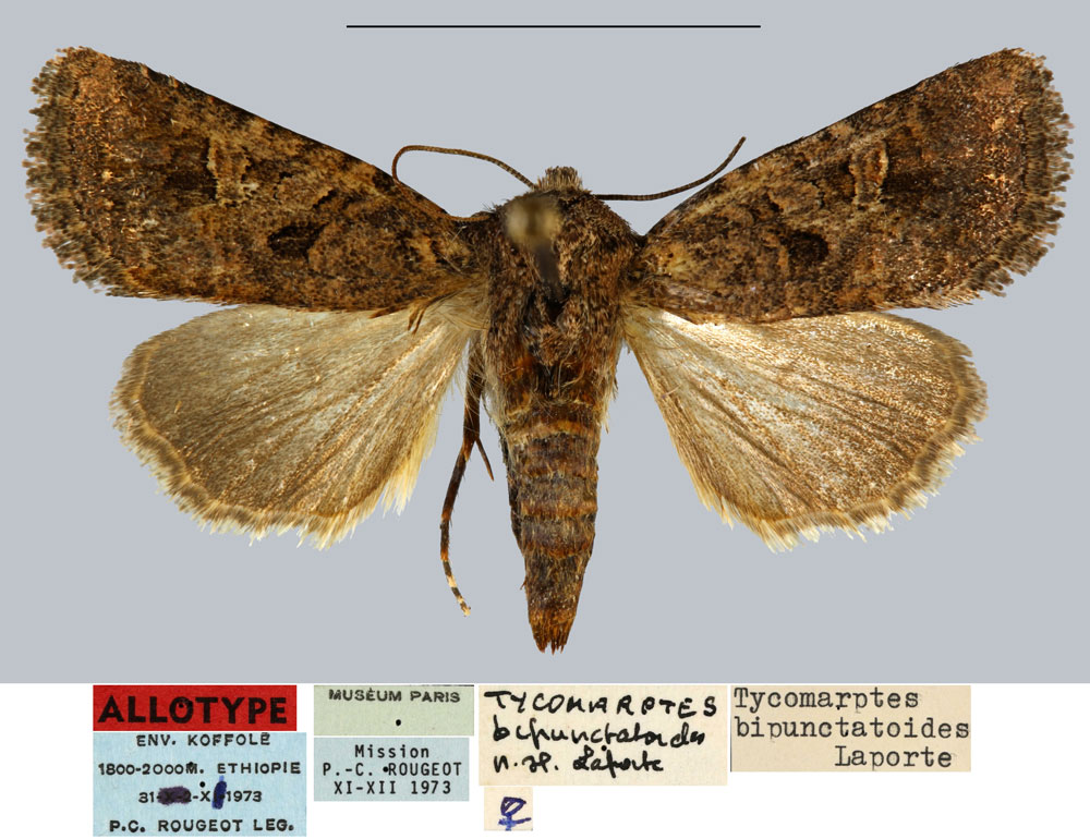 /filer/webapps/moths/media/images/B/bipunctatoides_Tycomarptes_AT_MNHN.jpg