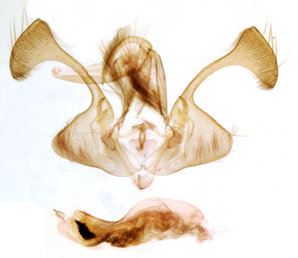/filer/webapps/moths/media/images/B/bipunctatoides_Tycomarptes_GMHT_MNHN_BL918.jpg
