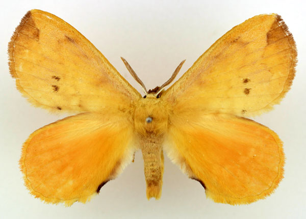 /filer/webapps/moths/media/images/B/bipunctatus_Stenoglene_AM_Basquin.jpg