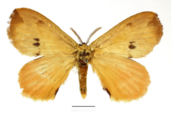 /filer/webapps/moths/media/images/B/bipunctatus_Stenoglene_AM_Basquin_02.jpg
