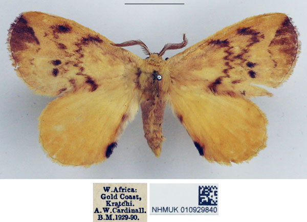 /filer/webapps/moths/media/images/B/bipunctatus_Stenoglene_AM_NHMUK_01.jpg