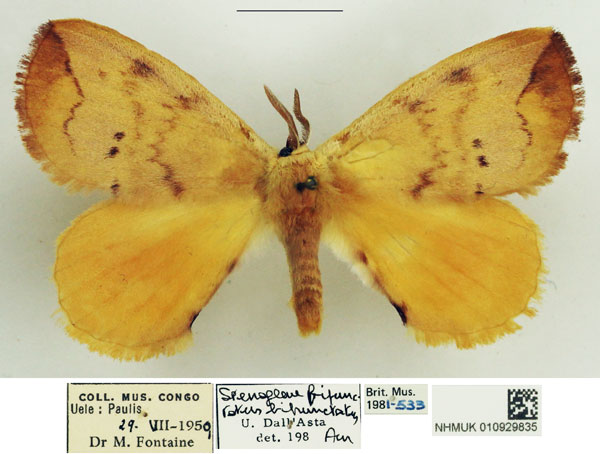/filer/webapps/moths/media/images/B/bipunctatus_Stenoglene_AM_NHMUK_02.jpg