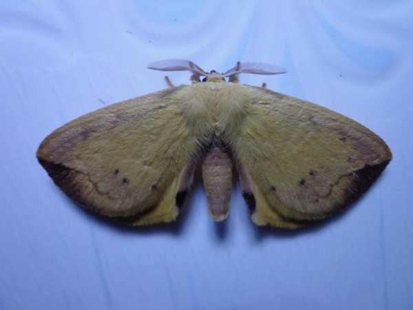 /filer/webapps/moths/media/images/B/bipunctatus_Stenoglene_A_Ajibade.JPG