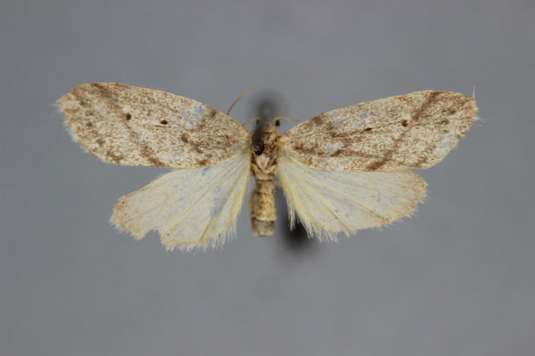 /filer/webapps/moths/media/images/B/bipunctoides_Parexelisia_A_BMNH.jpg