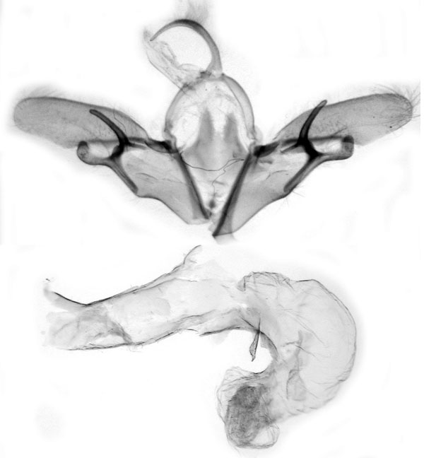 /filer/webapps/moths/media/images/B/birena_Euxoa_GMHT_RMCA-3344.jpg
