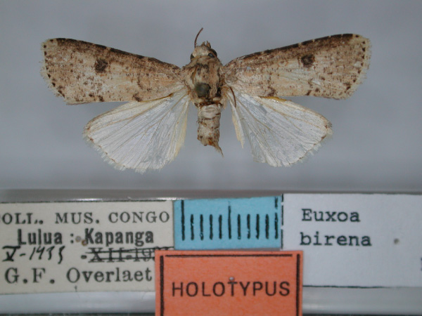 /filer/webapps/moths/media/images/B/birena_Euxoa_HT_RMCA.jpg