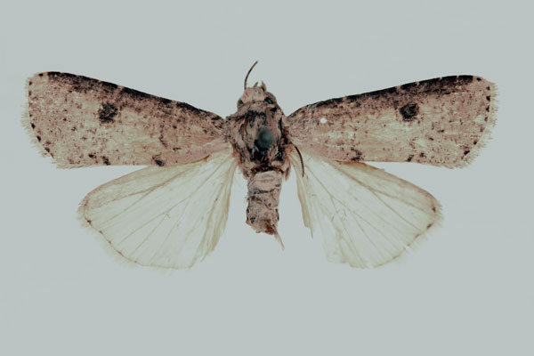 /filer/webapps/moths/media/images/B/birena_Euxoa_HT_RMCA_02.jpg