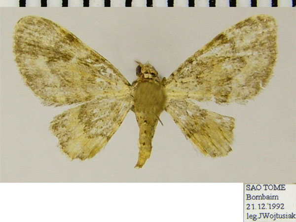 /filer/webapps/moths/media/images/B/birivulata_Gymnoscelis_AF_ZSMa.jpg