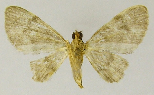 /filer/webapps/moths/media/images/B/birivulata_Gymnoscelis_AF_ZSMb.jpg