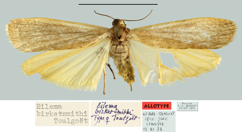 /filer/webapps/moths/media/images/B/birketsmithi_Eilema_AT_MNHN.jpg