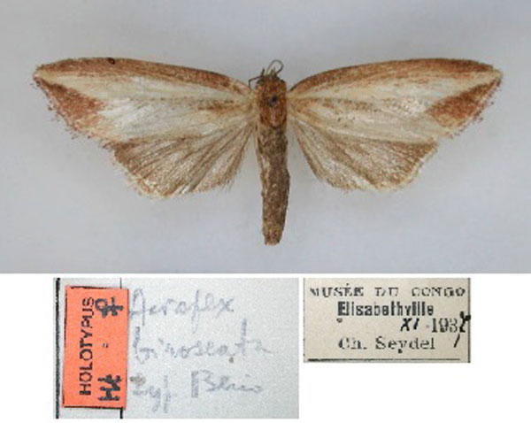 /filer/webapps/moths/media/images/B/biroseata_Acrapex_HT_RMCA_01.jpg