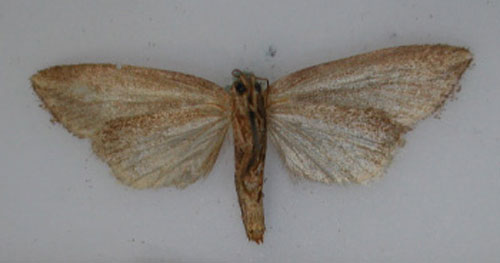 /filer/webapps/moths/media/images/B/biroseata_Acrapex_HT_RMCA_02.jpg