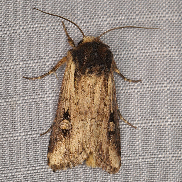 /filer/webapps/moths/media/images/B/bisagittatum_Psectraxylia_AM_Heynsa.jpg