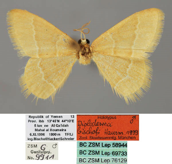 /filer/webapps/moths/media/images/B/bischofi_Diplodesma_HT_ZSM_01.jpg