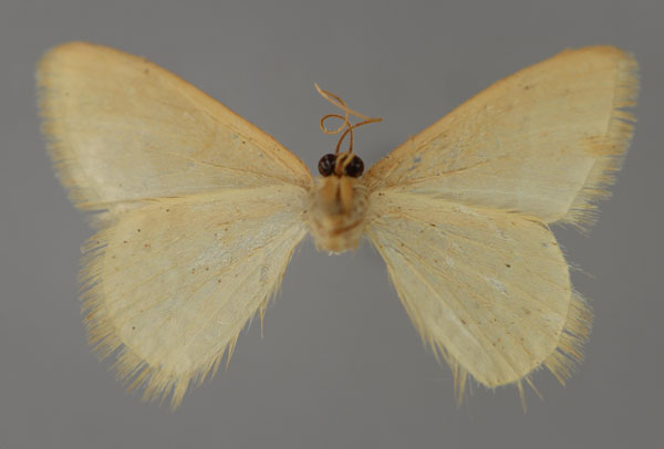 /filer/webapps/moths/media/images/B/bischofi_Diplodesma_HT_ZSM_02.jpg