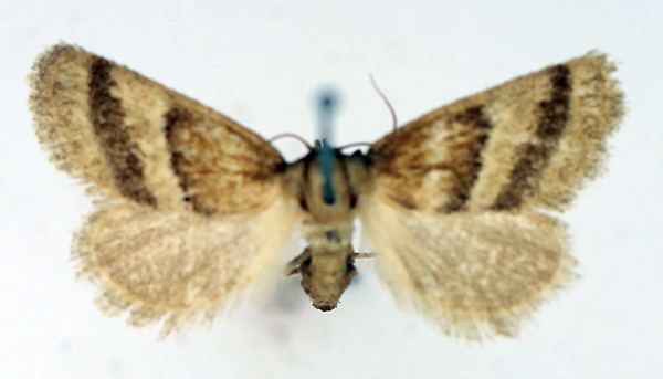 /filer/webapps/moths/media/images/B/bisecta_Halseyia_AF_TMSA.jpg