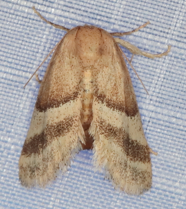 /filer/webapps/moths/media/images/B/bisecta_Halseyia_A_Heyns_01.JPG