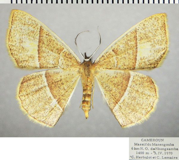 /filer/webapps/moths/media/images/B/bisecta_Ochroplutodes_AF_ZSM.jpg