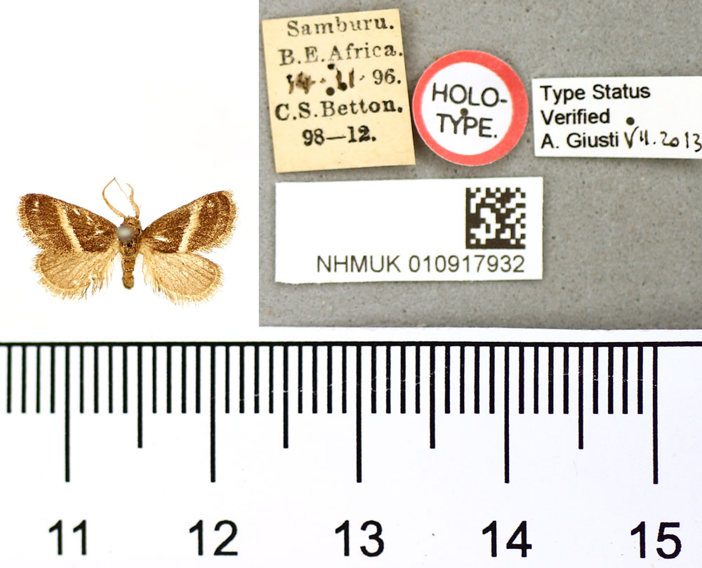 /filer/webapps/moths/media/images/B/bisecta_Paryphanta_HT_BMNH.jpg