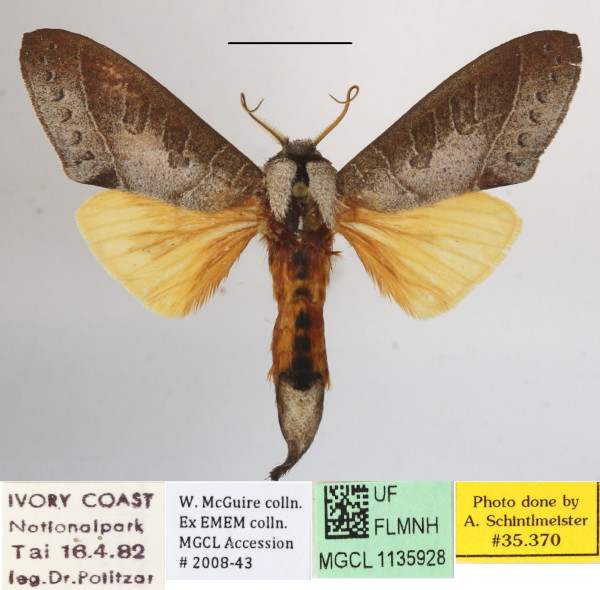 /filer/webapps/moths/media/images/B/bisecta_Tmetopteryx_A_MGCLa_02.JPG