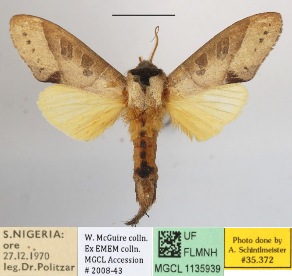 /filer/webapps/moths/media/images/B/bisecta_Tmetopteryx_A_MGCLa_03.JPG