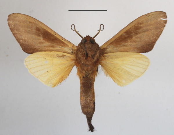 /filer/webapps/moths/media/images/B/bisecta_Tmetopteryx_A_MGCLb_01.JPG
