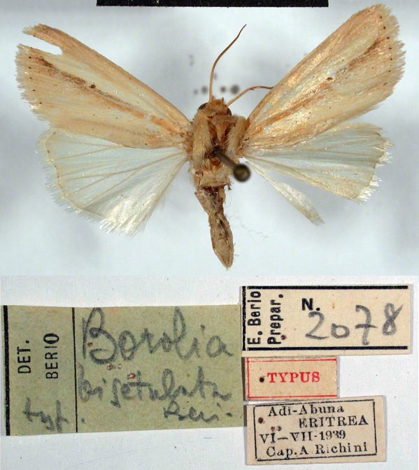 /filer/webapps/moths/media/images/B/bisetulata_Borolia_HT_MSNM.jpg